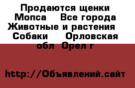 Продаются щенки Мопса. - Все города Животные и растения » Собаки   . Орловская обл.,Орел г.